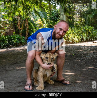 Uomo caucasico holding baby lion in zoo guatemalteca Foto Stock