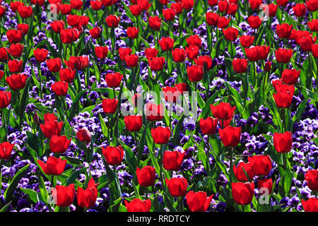 La botanica, tulipani e violetta, Isola di Mainau, Costanza, in Germania, Additional-Rights-Clearance-Info-Not-Available Foto Stock