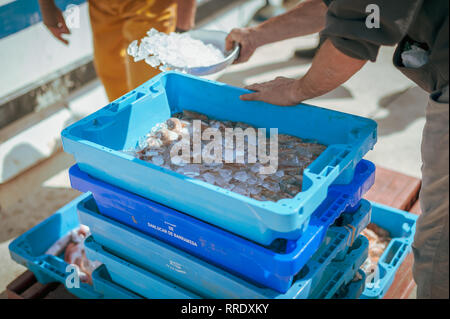 Un pescatore copre il pesce fresco con ghiaccio dopo che è stato scaricato da una barca da pesca nelle caselle sulla banchina del porto di Denia, Spagna. Foto Stock