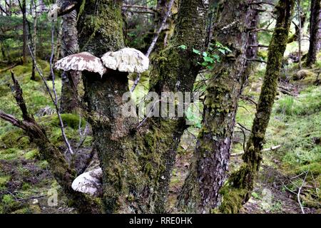 Tre staffa di decadimento funghi (Fomitopsis betulina) su una betulla in una commissione forestale piantagione di abete rosso in maggio. Foto Stock