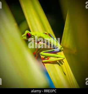 Square fotografia di un colorato di rosso Eyed Raganella (Agalychnis callidryas) nel nascondersi tra le foglie tropicali, parco nazionale di Tortuguero in Costa Rica. Foto Stock