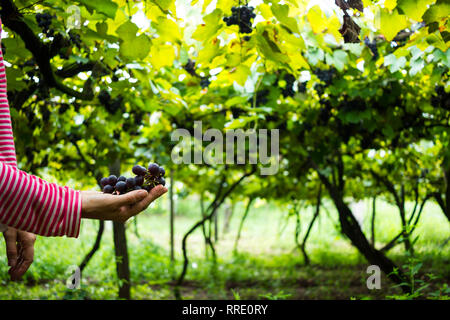 Raccolto di uve. Donna con le mani appena raccolto uve nere. Foto Stock