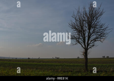 Unico albero che cresce su un campo vuoto in corrispondenza del tempo di autunno Foto Stock