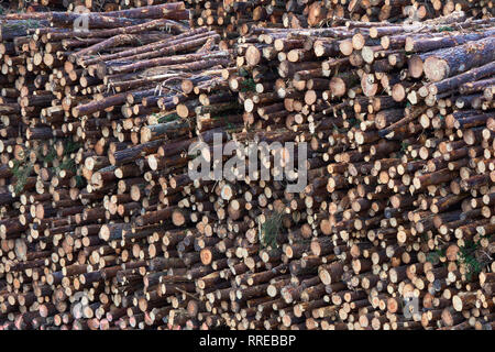 tronchi di legno Foto Stock