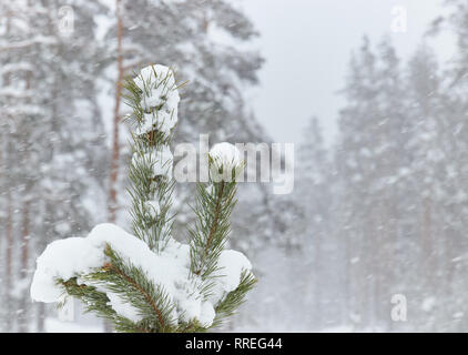 Piccoli alberi coperti di neve foreste. piccolo albero di Natale nella neve.. meteo nevoso al di fuori della citta'. Foto Stock