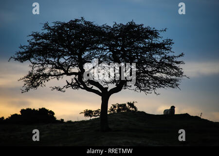 Albero di biancospino sulla parete di Adriano Foto Stock