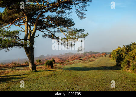 Pino silvestre Bratley visualizza la nuova foresta Hampshire Inghilterra Foto Stock