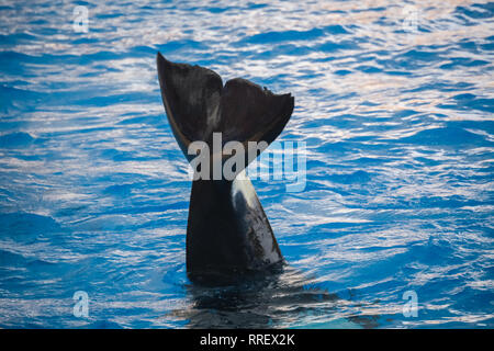 Orca Killer Whale sventolando la sua coda al di sopra della superficie del mare profondo acque Foto Stock