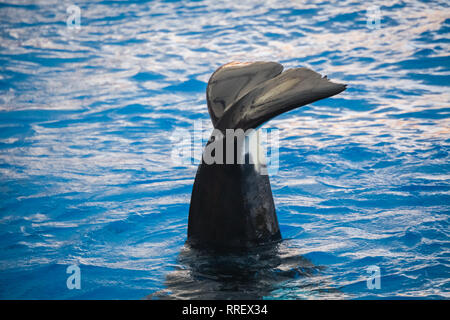 Orca Killer Whale sventolando la sua coda al di sopra della superficie del mare profondo acque Foto Stock