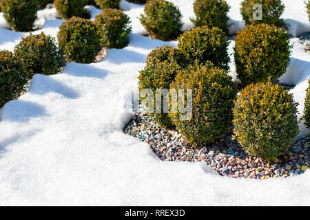 Bella boccole nel parco su una soleggiata giornata invernale Foto Stock