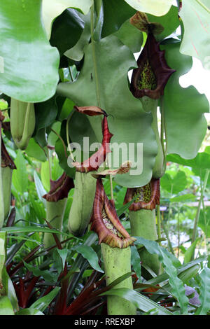 Il tropical pianta brocca Nepenthes truncata, una pianta carnivora Foto Stock