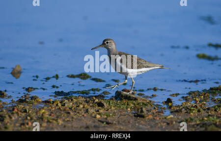 Common greenshank ritratto Foto Stock