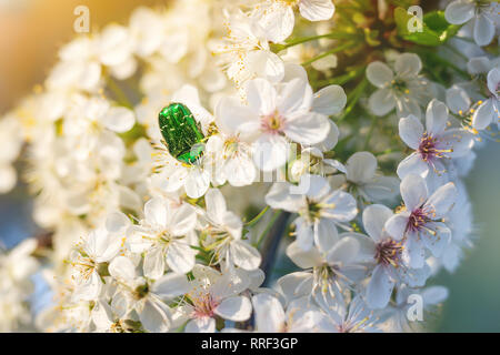 Bella beetle ( Rose chafer -Cetonia aurata) raccogliere il polline dei fiori in fioritura ciliegio. Close-up. macro. Foto Stock