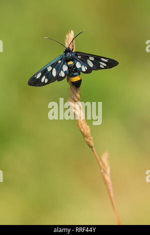 La fauna selvatica foto macro di nove-spotted moth Amata phegea Foto Stock