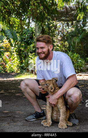 Uomo caucasico holding baby lion in zoo guatemalteca Foto Stock