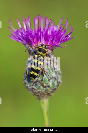 La fauna selvatica foto macro di Beetle Plagionotus floralis