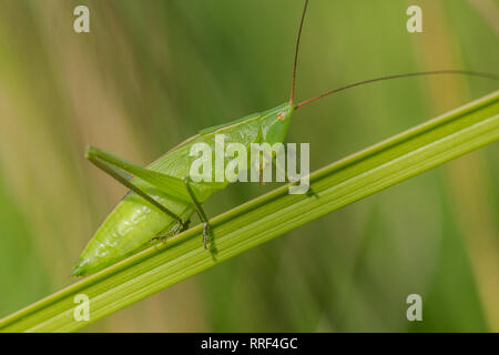 La fauna selvatica foto macro di grandi Conehead Ruspolia nitidula Foto Stock