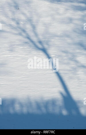 Ombra di un uomo appoggiato a un albero su una coperta di neve campo in inverno. Cotswolds, Inghilterra Foto Stock