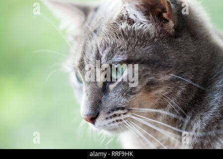 Ritratto di un gatto grigio con gli occhi verdi . Vista ravvicinata. Messa a fuoco selettiva. Foto Stock