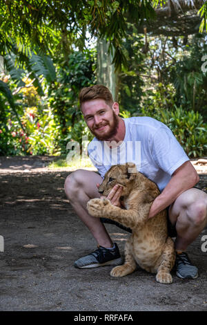 Uomo caucasico holding baby lion in zoo guatemalteca Foto Stock