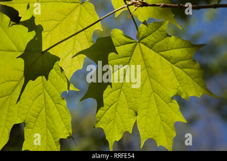 Close-up di Acer retroilluminato - Acero foglie in primavera Foto Stock