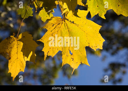 Close-up di giallo Acer - Acero foglie su un ramo in autunno Foto Stock