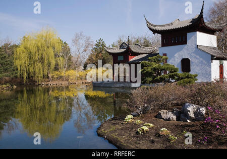 La barca di pietra pavilion nel laghetto di loto delimitata da Salix - salice piangente e Pinus sylvestris - Pino silvestre Albero Giardino Cinese in primavera Foto Stock