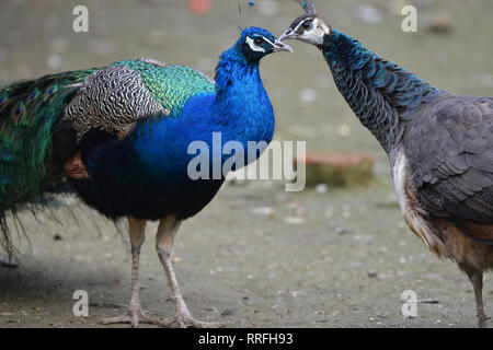 Nanjing, Nanjing, Cina. Il 25 febbraio, 2019. Nanjing, Cina-Il pavone a Zhenzhuquan Wildlife Zoo in Nanjing East ChinaÃ¢â'¬â"¢s provincia di Jiangsu. Credito: SIPA Asia/ZUMA filo/Alamy Live News Foto Stock