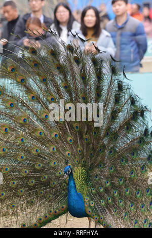 Nanjing, Nanjing, Cina. Il 25 febbraio, 2019. Nanjing, Cina-Il pavone a Zhenzhuquan Wildlife Zoo in Nanjing East ChinaÃ¢â'¬â"¢s provincia di Jiangsu. Credito: SIPA Asia/ZUMA filo/Alamy Live News Foto Stock
