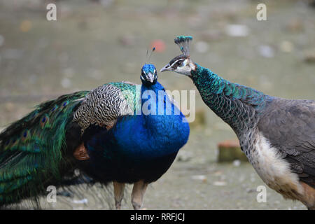 Nanjing, Nanjing, Cina. Il 25 febbraio, 2019. Nanjing, Cina-Il pavone a Zhenzhuquan Wildlife Zoo in Nanjing East ChinaÃ¢â'¬â"¢s provincia di Jiangsu. Credito: SIPA Asia/ZUMA filo/Alamy Live News Foto Stock
