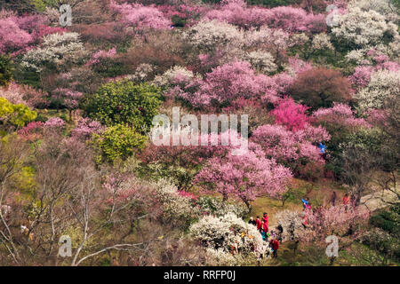 Nanjing, Cina. Il 25 febbraio, 2019. Bird view di prugna Fiore di mare in Nanjing, Jiangsu, Cina il 25 febbraio 2019.(foto di TPG/CNS) Credito: TopPhoto/Alamy Live News Foto Stock