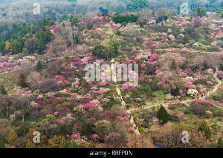 Nanjing, Cina. Il 25 febbraio, 2019. Bird view di prugna Fiore di mare in Nanjing, Jiangsu, Cina il 25 febbraio 2019.(foto di TPG/CNS) Credito: TopPhoto/Alamy Live News Foto Stock