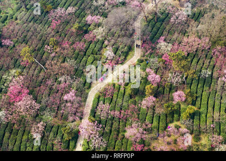 Nanjing, Cina. Il 25 febbraio, 2019. Bird view di prugna Fiore di mare in Nanjing, Jiangsu, Cina il 25 febbraio 2019.(foto di TPG/CNS) Credito: TopPhoto/Alamy Live News Foto Stock