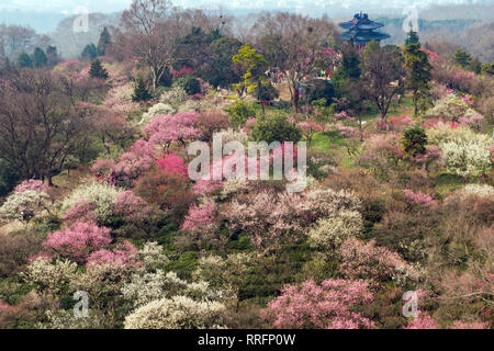Nanjing, Cina. Il 25 febbraio, 2019. Bird view di prugna Fiore di mare in Nanjing, Jiangsu, Cina il 25 febbraio 2019.(foto di TPG/CNS) Credito: TopPhoto/Alamy Live News Foto Stock
