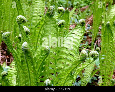 Fern-frond non ancora completamente fuoriuscita Foto Stock