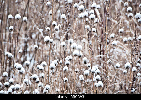 Comune secco Thistle piante in inverno con neve Foto Stock