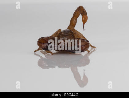 Australian Scorpion con il veleno delle luci di coda Foto Stock