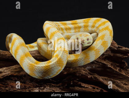 Tappeto di Darwin Python Albino con la lingua di fuori Foto Stock