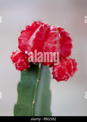 Verde scuro cactus colonnare con colore rosso brillante e fiori piccoli picchi, nella parte anteriore della finestra. Foto Stock