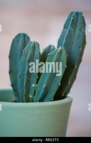 Verde scuro cactus colonnare con piccoli picchi, in pot verde nella parte anteriore della finestra. Foto Stock