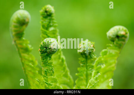 La botanica, felce, Svizzera, Additional-Rights-Clearance-Info-Not-Available Foto Stock