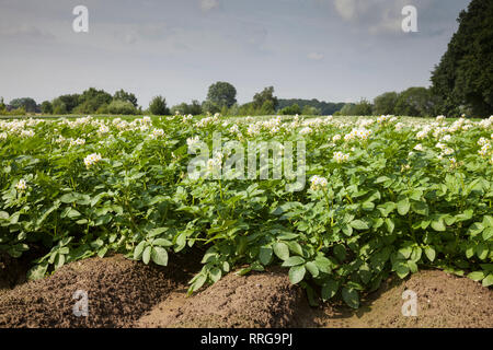 La botanica, patata (Solanum tuberosum), campo, fioritura, Germania, Additional-Rights-Clearance-Info-Not-Available Foto Stock