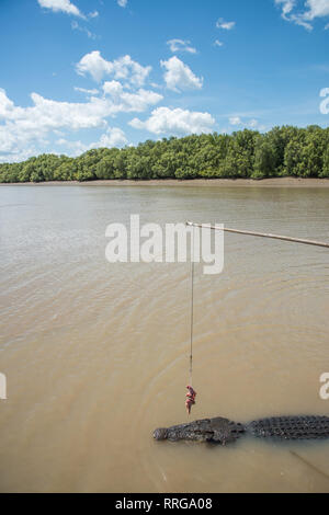 Australian coccodrillo di acqua salata a crudo con carne di bufalo appesi da canna da pesca nel fiume di Adelaide nel punto di mezzo, Territorio del Nord, l'Australia Foto Stock