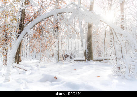 Albero piegate sotto uno spesso strato di neve in una nuova foresta di Jersey Foto Stock