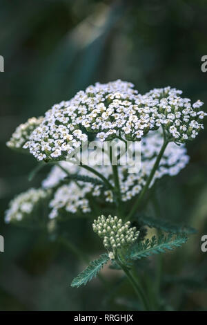 Comune di achillea Achillea millefolium fiori bianchi close up top visualizza come sfondo floreale contro verde erba sfocata. Piante medicinali concetto. Foto Stock