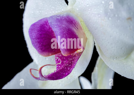 Una chiusura di una parte di un bianco e viola di fiori di orchidea in studio. Foto Stock