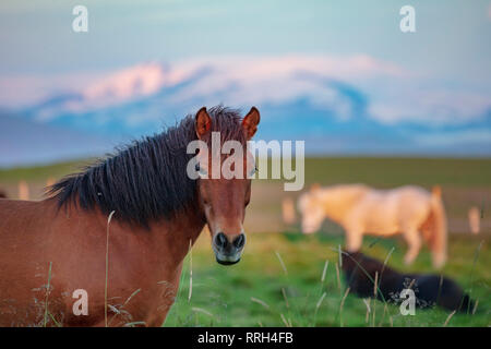 Cavalli islandesi in un campo vicino a Hella, Sudhurland, Islanda. Foto Stock