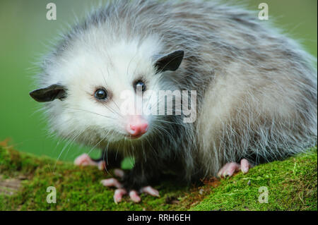 Giovane opossum di 8 mesi presso il centro naturalistico Howell (centro di riabilitazione della fauna selvatica) Foto Stock