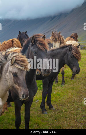 Allevamento di giovani cavalli islandesi vicino a Hofn, sud est dell'Islanda. Foto Stock