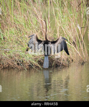 Anhinga Bird diffondere le sue ali a Chitwan il parco nazionale in Nepal Foto Stock